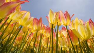 tulips-spring.