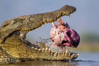 Opportunistic croc by Bence Mate, Hungary