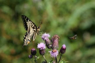 Butterfly feeding