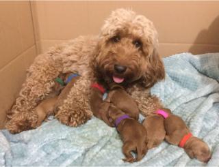 A dog with her puppies