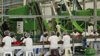 Factory workers in Ivory Coast process cashew nuts.