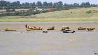 Seals