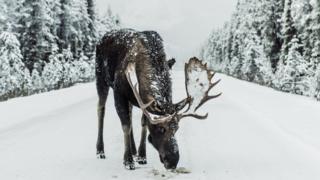 Американський лось