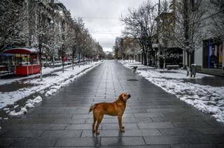 A stray dog stands on a snow-covered deserted square