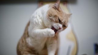 Kedi