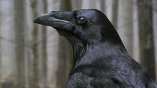 Karga