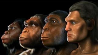 Солдон оңго: австралопитек, жөндөмдүү адам (homo habilis), түз баскан адам (homo erectus), аң-сезимдүү адам (homo sapiens). Бирок, бул тизме дагы толукталат окшойт...