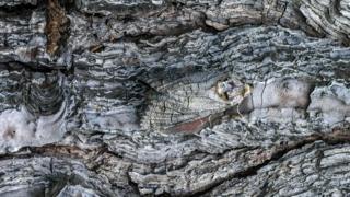 Cossus cossus