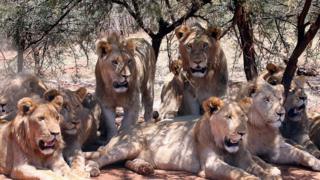 Lions
