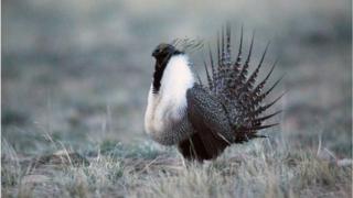 Sage grouse male