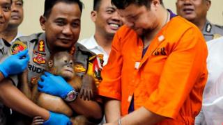 Orangutan