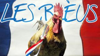 Gallo francés