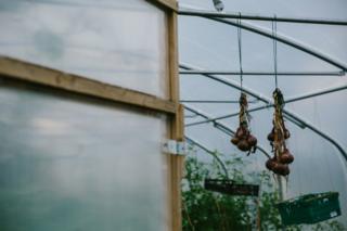 Onions are seen dangling inside the polytunnel