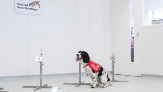 O olfato super sensível de Freya pode ajudar a realizar o primeiro teste de malária não invasivo
