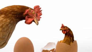 Gallina y huevo