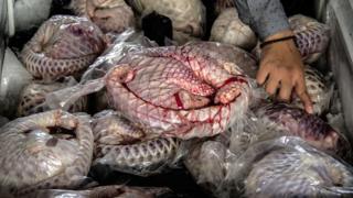 Pangolin atau trenggiling yang diselundupkan dan berhasil disita oleh polisi di Surabaya, 25 Agustus 2016