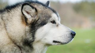 Husky dog