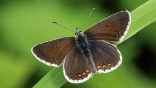 A picture of a brown butterfly, with a fluffy body, perched on a grass stem.