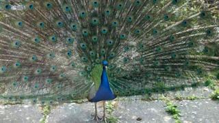 Pat the Peacock