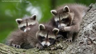 Three raccoons look like they're whispering to one another