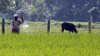 ஏழைகள் உயிரை மாய்த்துக்கொள்ள வழிகோலும் பூச்சிக்கொல்லி மருந்துகள்