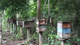 Produção de abelhas sem ferrão despencou na região de Belterra e se tornou economicamente insustentável