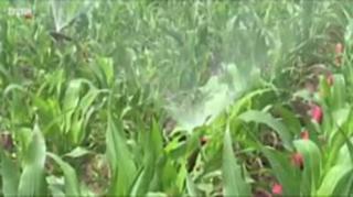 উত্তর কোরিয়া টিভিতে দেথাচ্ছে সবুজ শস্য