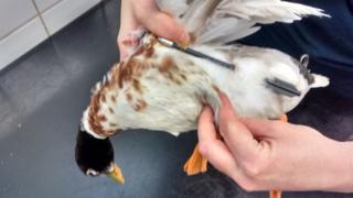 Duck with arrow