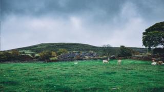 Snowdonia Hawkweed: ‘One of most threatened in the world’ - BBC News