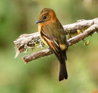 Zimtfliegenfänger, Pyrrhomyias cinnamomeus. Einer der attraktivsten und zugänglichsten Vögel des Hochgebirgswaldes Kolumbiens.