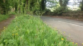 A roadside grass verge and footpath in Wrexham