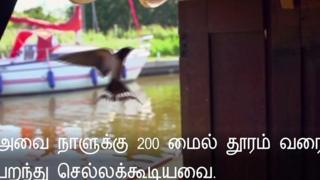 தூக்கணாங்குருவி