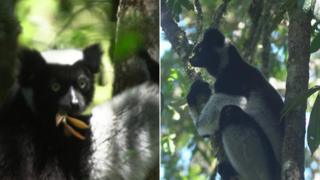 Madagascar