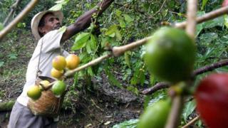 Agricultor cuida de cafeeiro