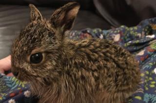 Clover the hare