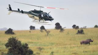 A helicopter flying over a rhino in Nairobi National Park, Kenya - Tuesday 26 June 2016