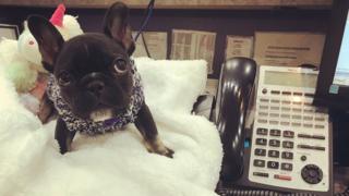 A French bulldog looks adorable as it sits on a person's desk beside a work phone. The frenchie has a big blanket that it's sitting on. It's eyes are huge and very pretty.