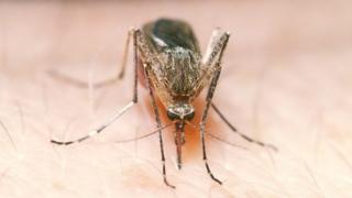 Mosquito