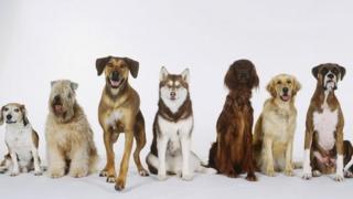 Dogs in a row