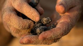A child holds a newly-hatched baby sea turtle
