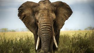 Trompa de elefante