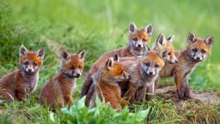 group-of-foxes