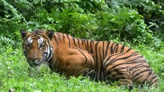 Тигр в национальном парке в Индии
