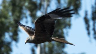 Red kite