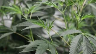 Marijuana