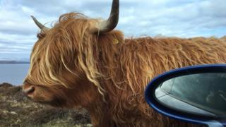 Highland cow near NC500 just north of Applecross
