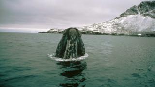 Южный правый кит