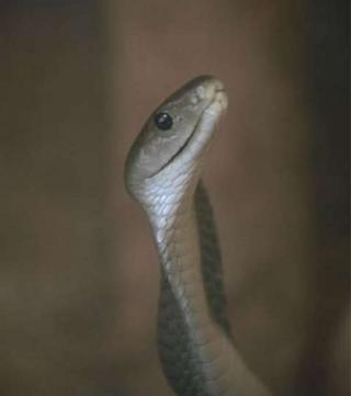 A type of venomous snake found in Nigeria