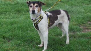 Jack Russell dog Roy