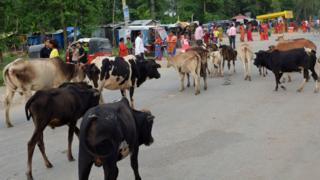 कैलालीमा छाडा बस्तुभाउ